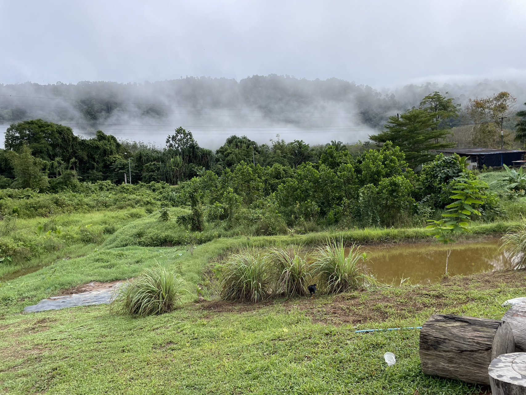 ขายที่ดินเป็นสวนผสม-เน้นปลูกทุเรียนพันธุ์สาลิกา-มีปลูกไว้แล้ว-เกือบ-100-ต้น