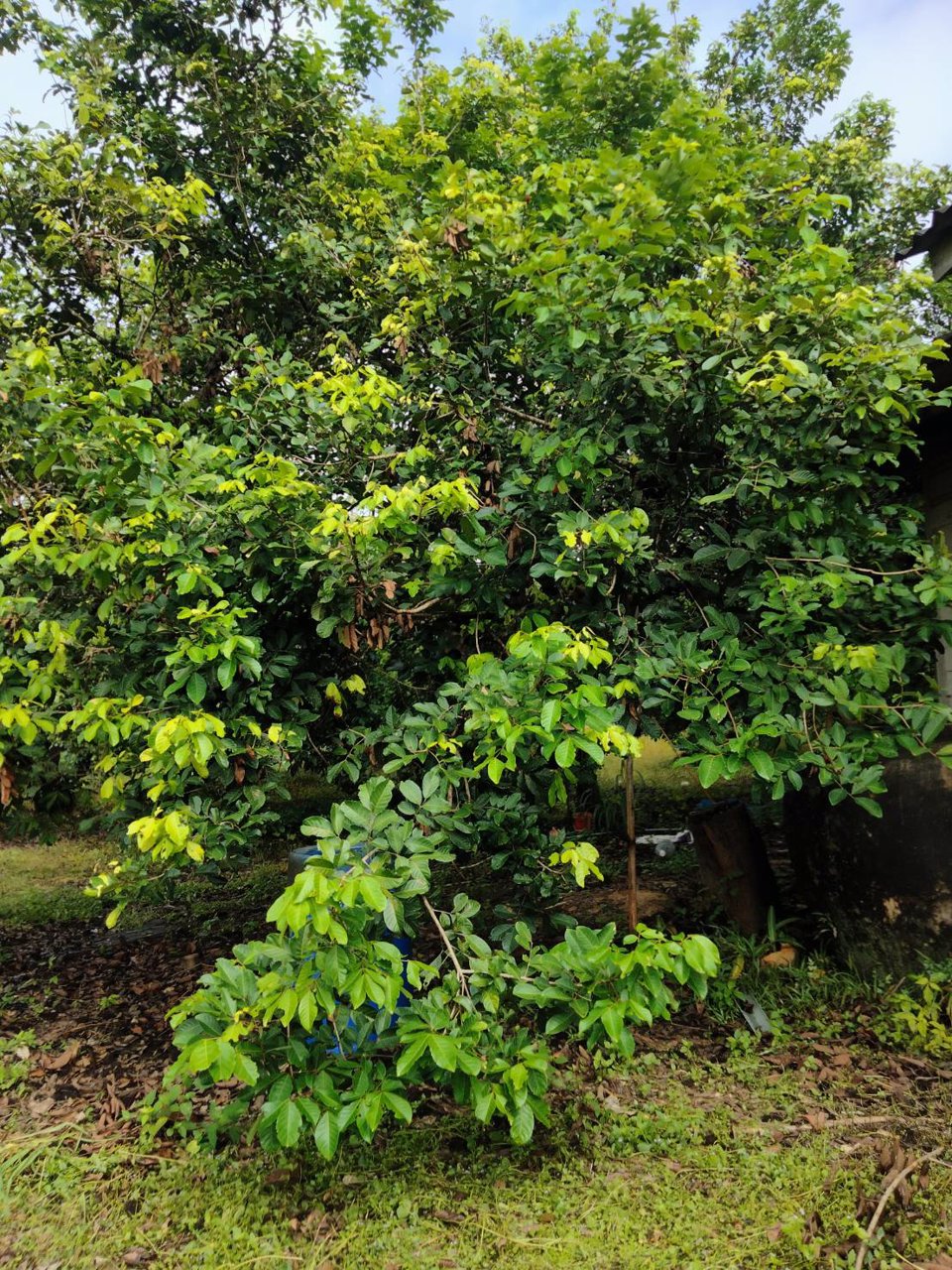 ขายที่ดิน-เนื้อที่-3-ไร่-ตทุ่งเบญจา-อท่าใหม่-จจันทบุรี