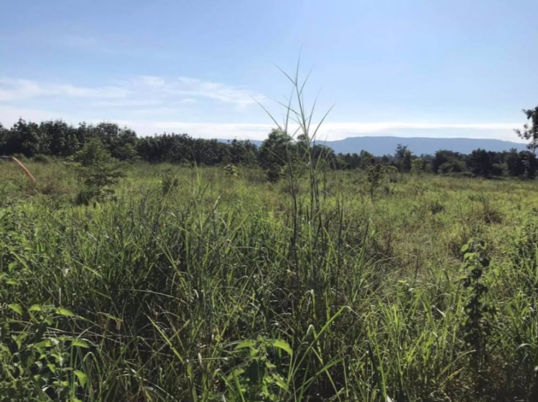 ขายที่ดินทำเลดี-3ไร่-1งาน-69-ตรว