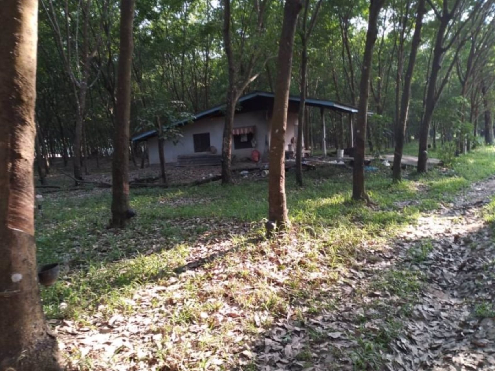 ขายบ้านพร้อมสวนยาง10ไร่-ราคาไร่ละ250000บาท