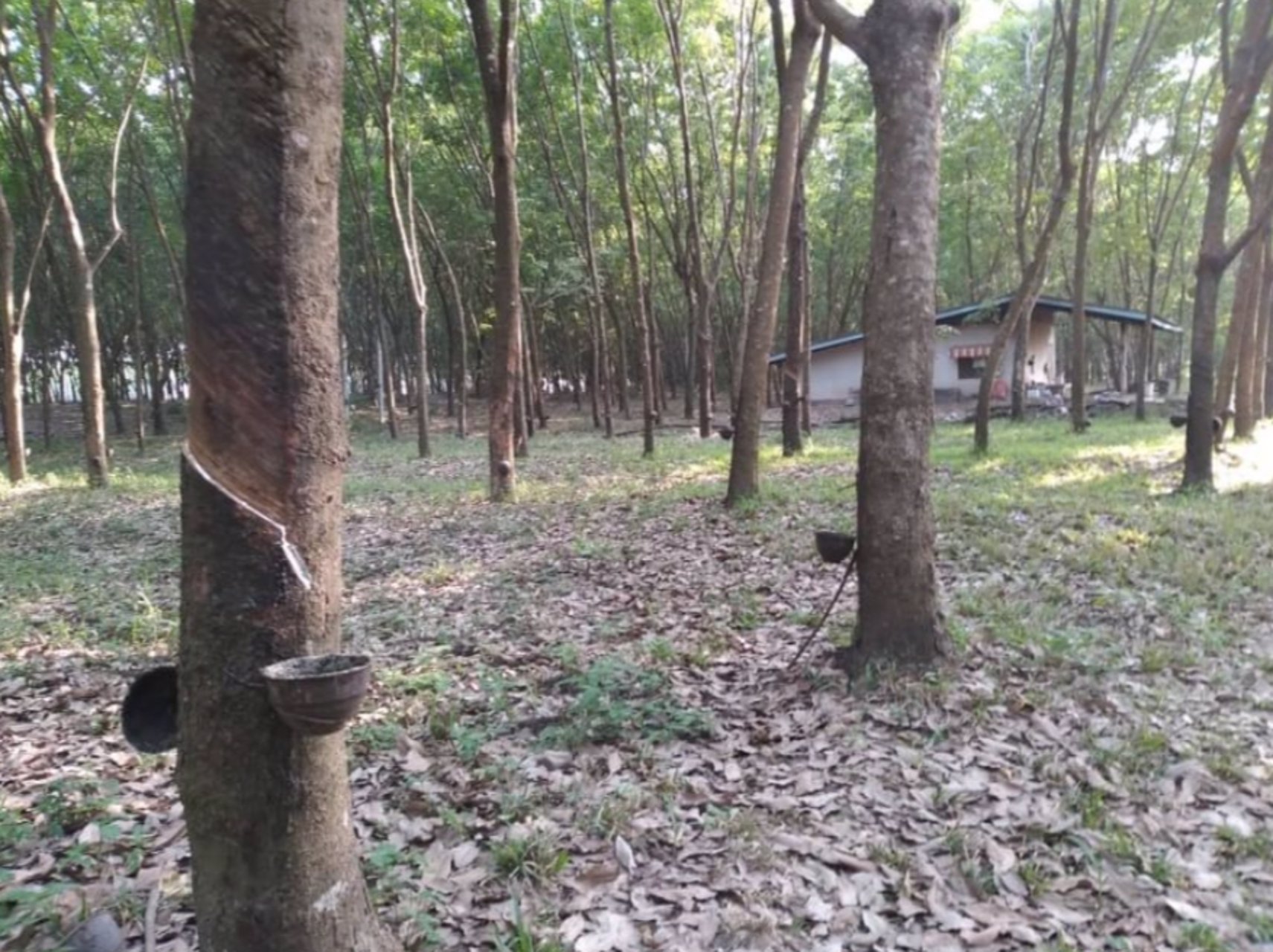 ขายบ้านพร้อมสวนยาง10ไร่-ราคาไร่ละ250000บาท