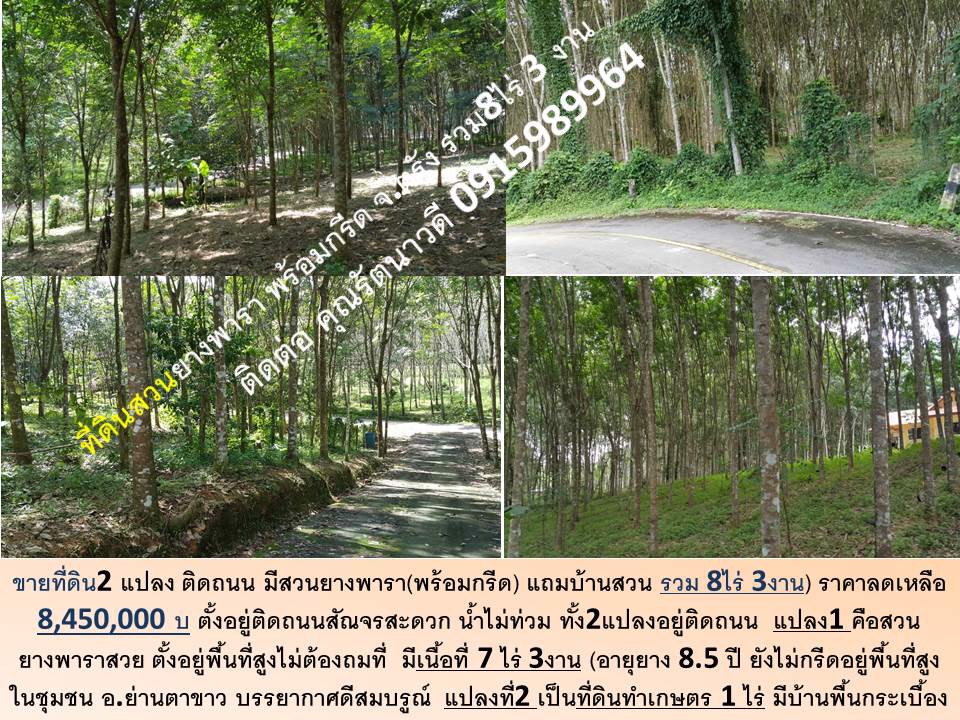 ขายที่ดิน-จตรัง-สวน-พร้อมกรีด-ทำเลดี-ติดถนน-2-แปลง-ตลอดเส้นทางสัณจร-น้ำไม่ท่วม-สันจรสะดวก-แถมบ้าน