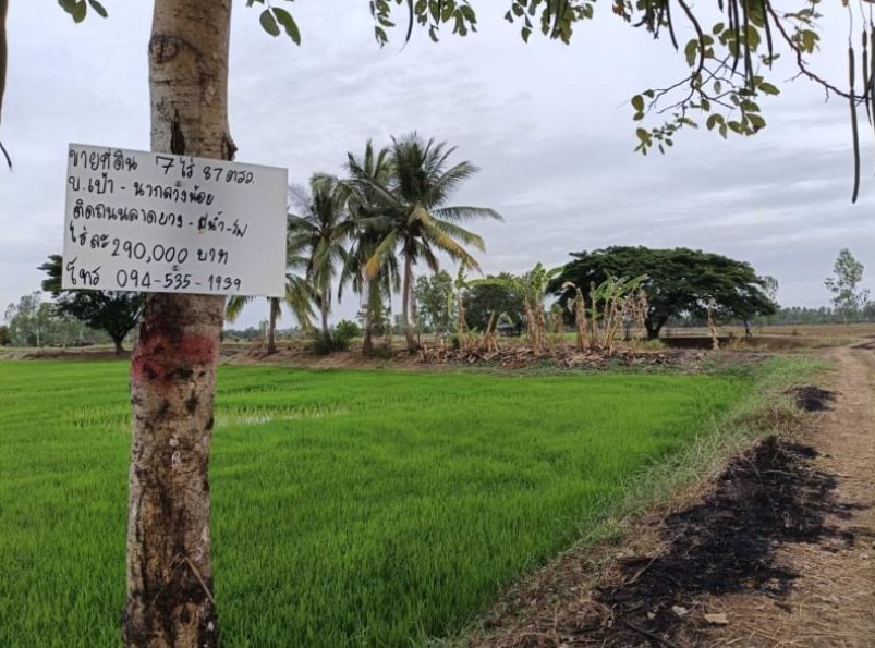 ขายที่นา-เนื้อที่-7ไร่-แบ่งขาย-ที่ดินหน้ากว้างติดทางลาดยาง