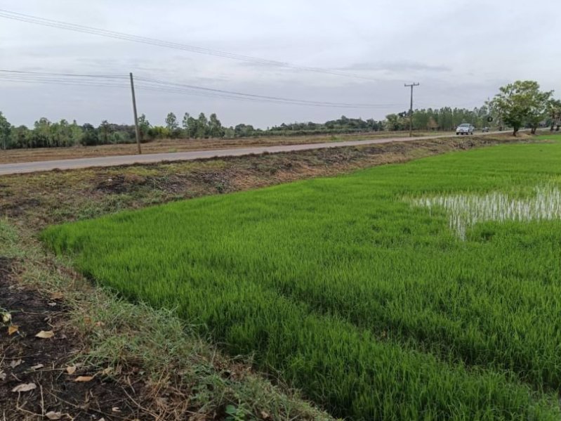 ขายที่นา-เนื้อที่-7ไร่-แบ่งขาย-ที่ดินหน้ากว้างติดทางลาดยาง