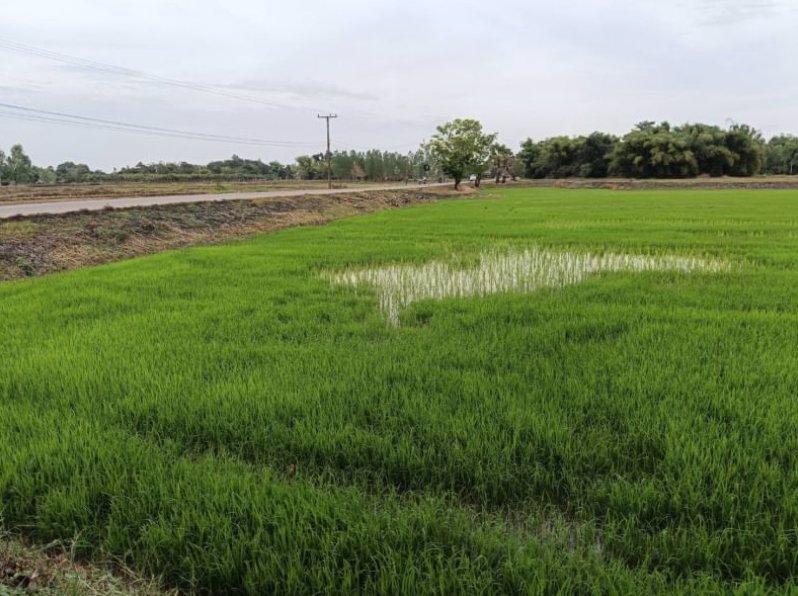 ขายที่นา-เนื้อที่-7ไร่-แบ่งขาย-ที่ดินหน้ากว้างติดทางลาดยาง