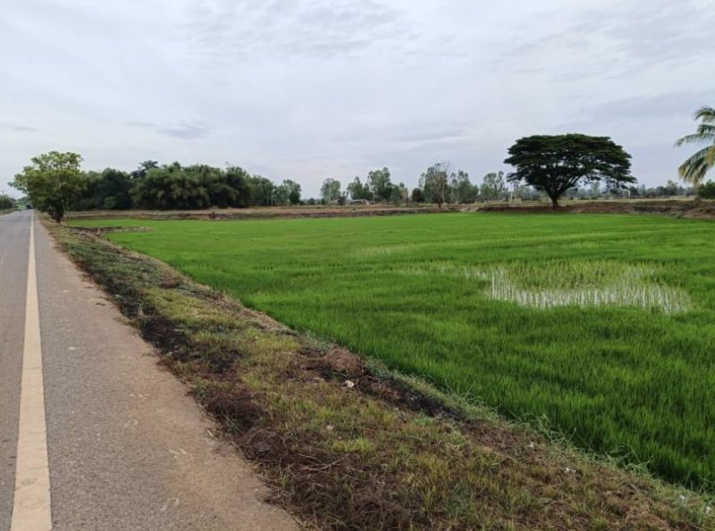 ขายที่นา-เนื้อที่-7ไร่-แบ่งขาย-ที่ดินหน้ากว้างติดทางลาดยาง