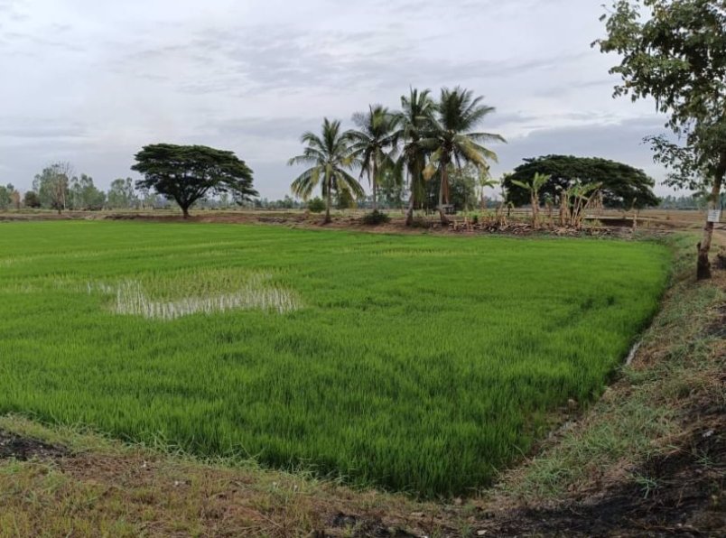 ขายที่นา-เนื้อที่-7ไร่-แบ่งขาย-ที่ดินหน้ากว้างติดทางลาดยาง
