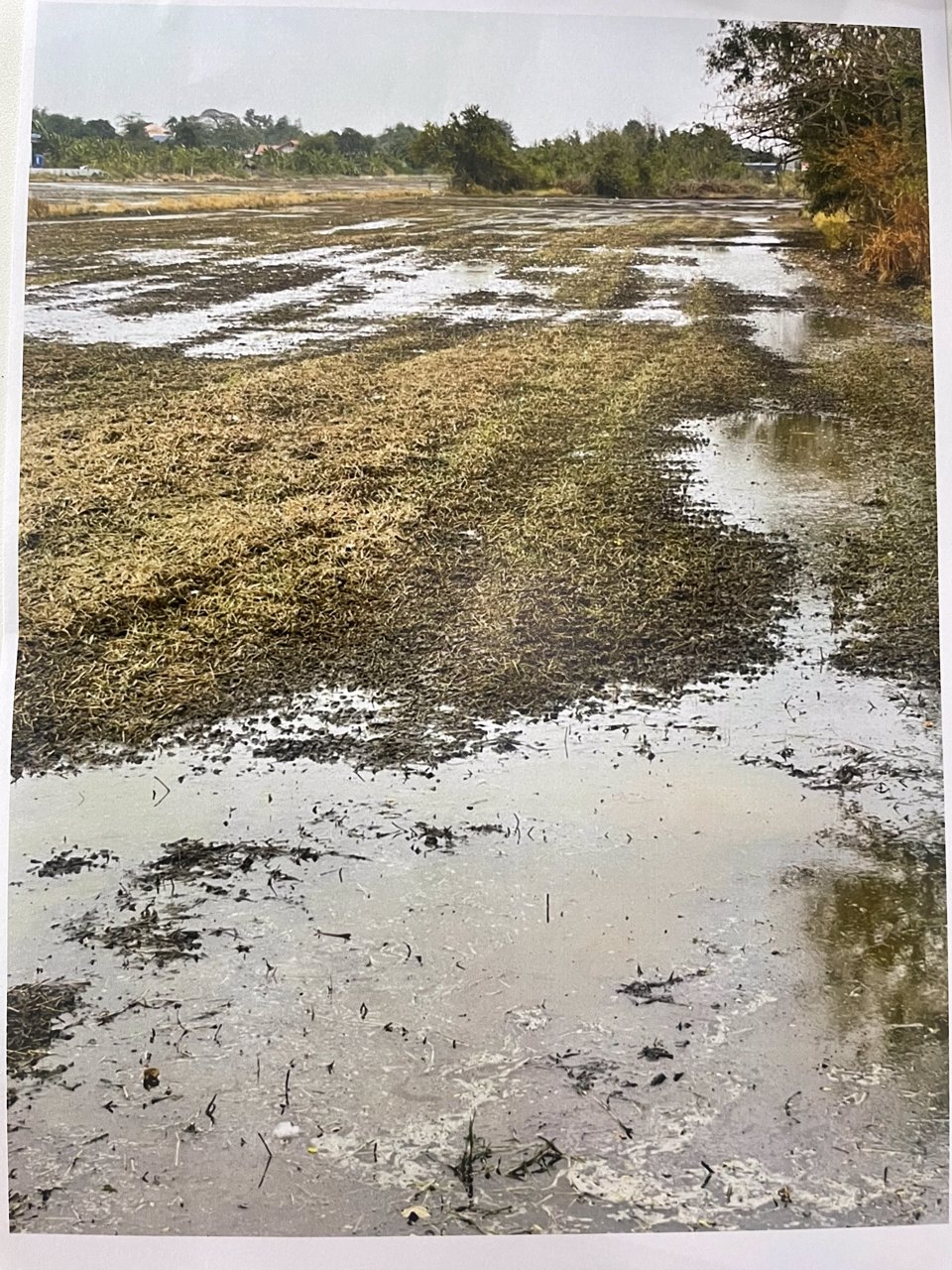 ขายด่วน-ที่ดินเปล่าขนาด-200-ตรว-ทำเลดี