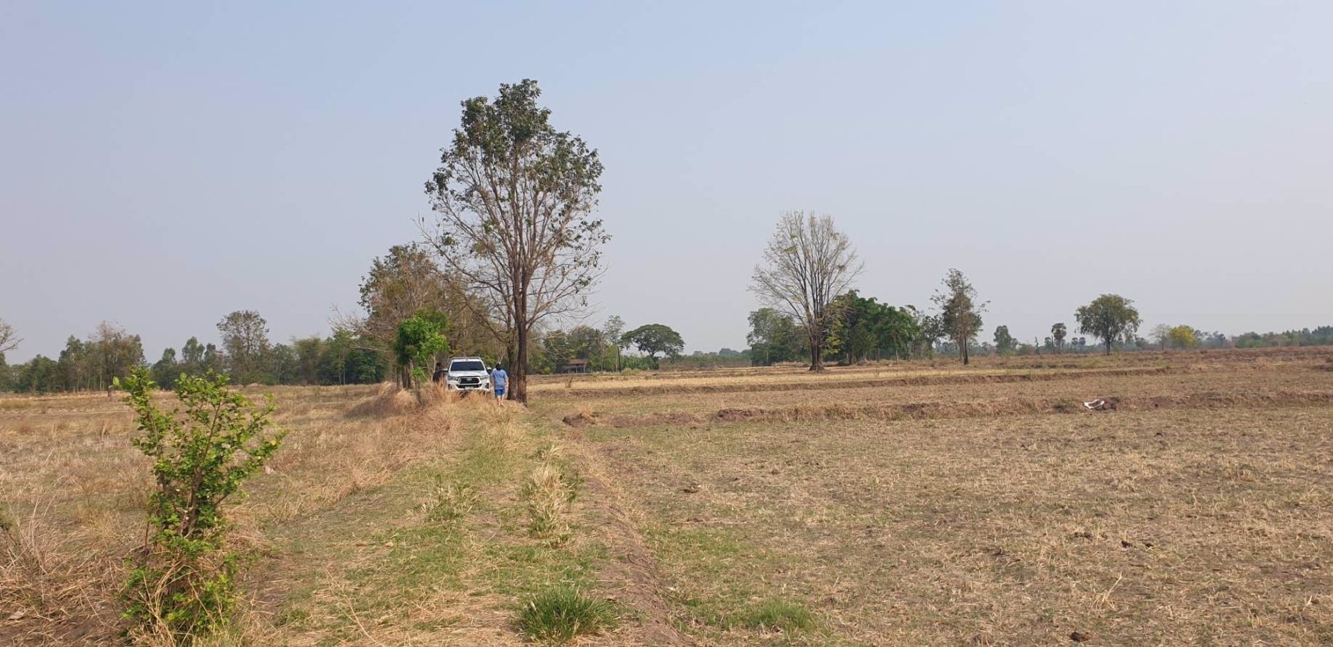 ขายที่นา-ยกแปลง-เนื้อที่-53-ไร่-1-งาน-30-ตารางวา