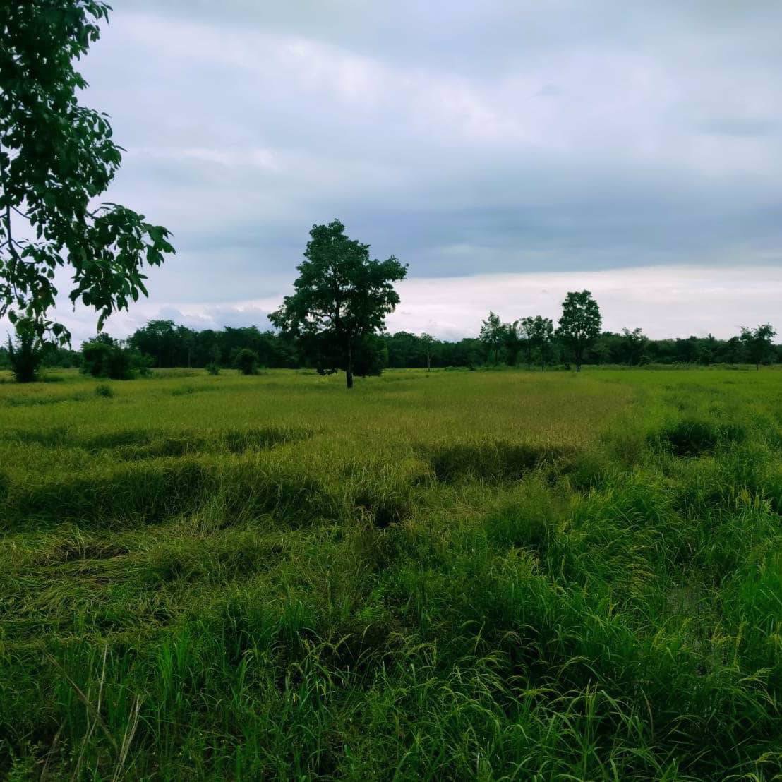 ขายที่นา-ยกแปลง-เนื้อที่-53-ไร่-1-งาน-30-ตารางวา