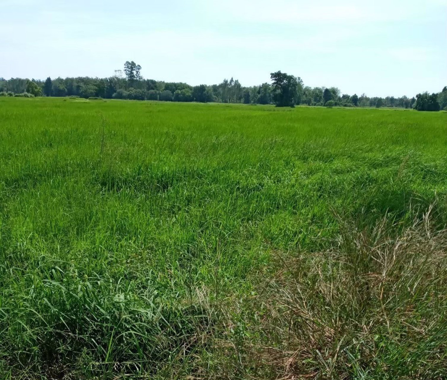 ขายที่นา-ยกแปลง-เนื้อที่-53-ไร่-1-งาน-30-ตารางวา