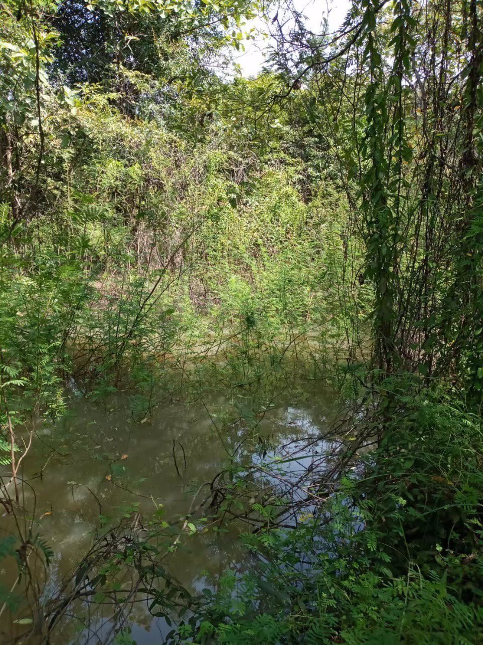 ขายที่นา-ยกแปลง-เนื้อที่-53-ไร่-1-งาน-30-ตารางวา