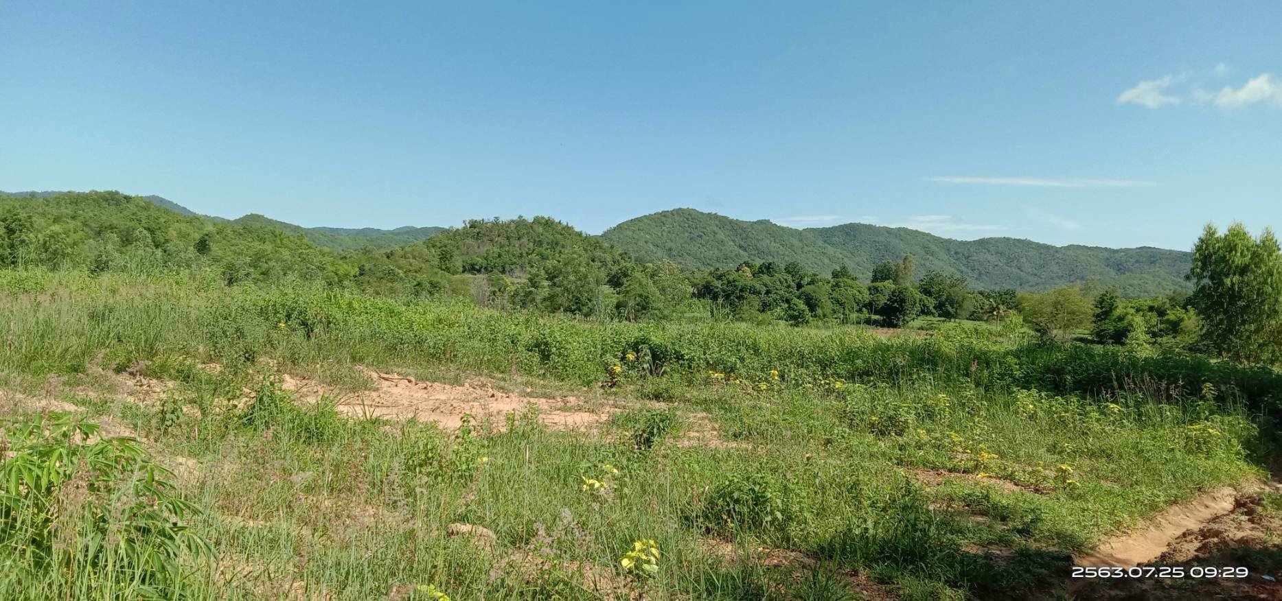 ขายสวน-พร้อมเก็บผลผลิต-19-ไร่-โฉนด-ฟรี-5ไร่-ติดเขา-ฟรีบ้านพัก