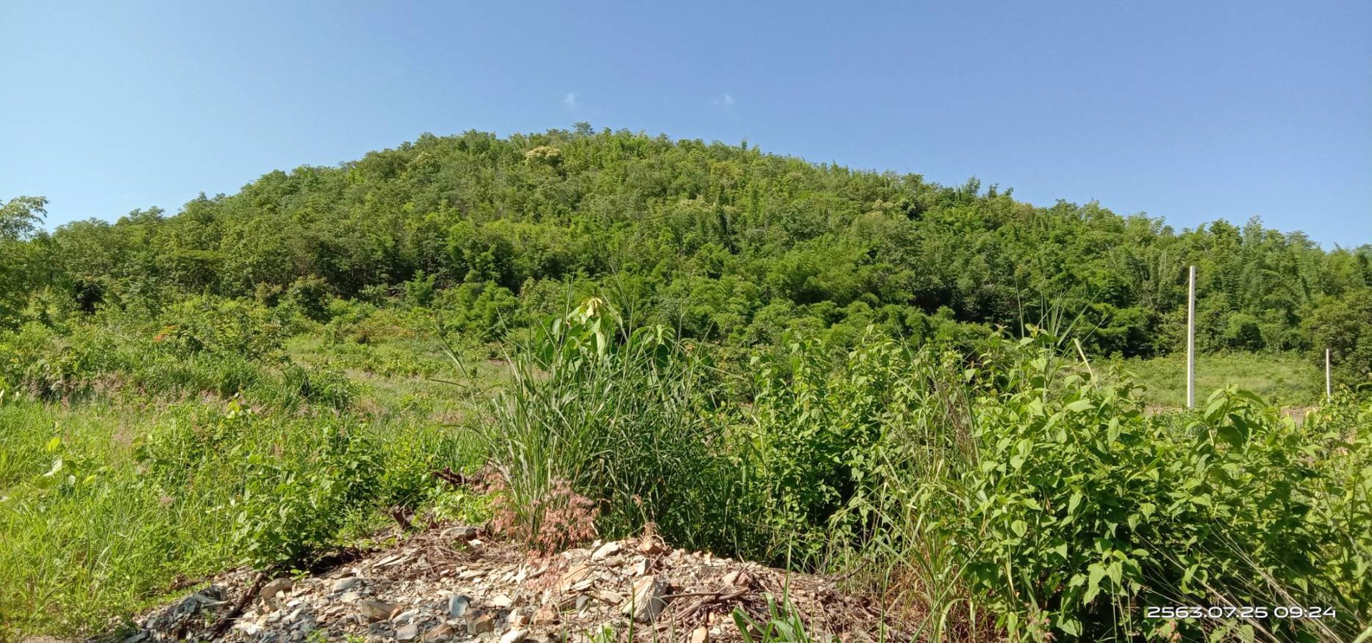 ขายสวน-พร้อมเก็บผลผลิต-19-ไร่-โฉนด-ฟรี-5ไร่-ติดเขา-ฟรีบ้านพัก