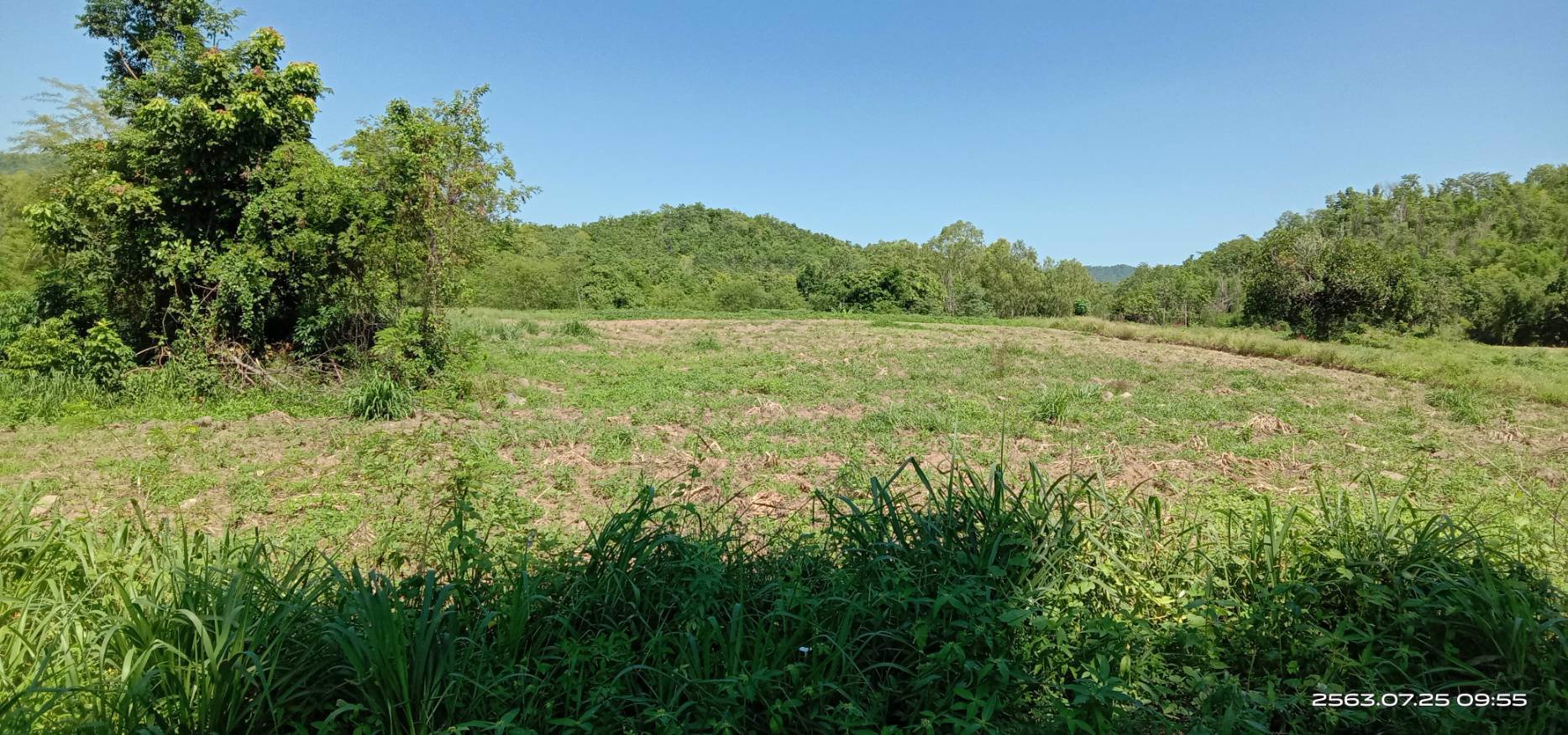 ขายสวน-พร้อมเก็บผลผลิต-19-ไร่-โฉนด-ฟรี-5ไร่-ติดเขา-ฟรีบ้านพัก