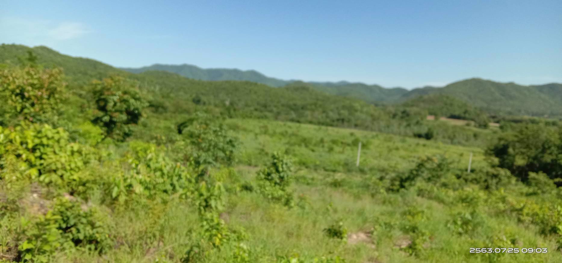 ขายสวน-พร้อมเก็บผลผลิต-19-ไร่-โฉนด-ฟรี-5ไร่-ติดเขา-ฟรีบ้านพัก