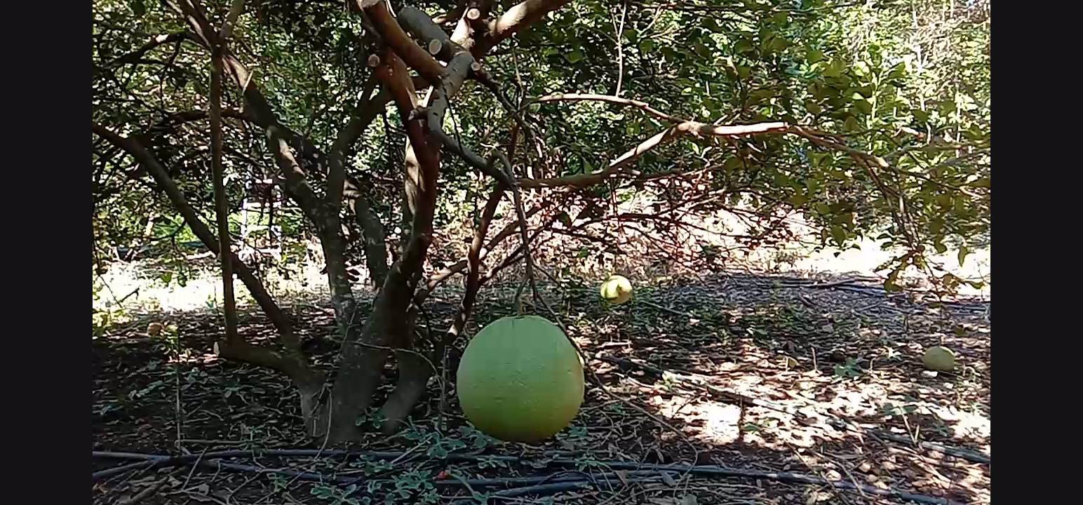 ขายสวน-พร้อมเก็บผลผลิต-19-ไร่-โฉนด-ฟรี-5ไร่-ติดเขา-ฟรีบ้านพัก