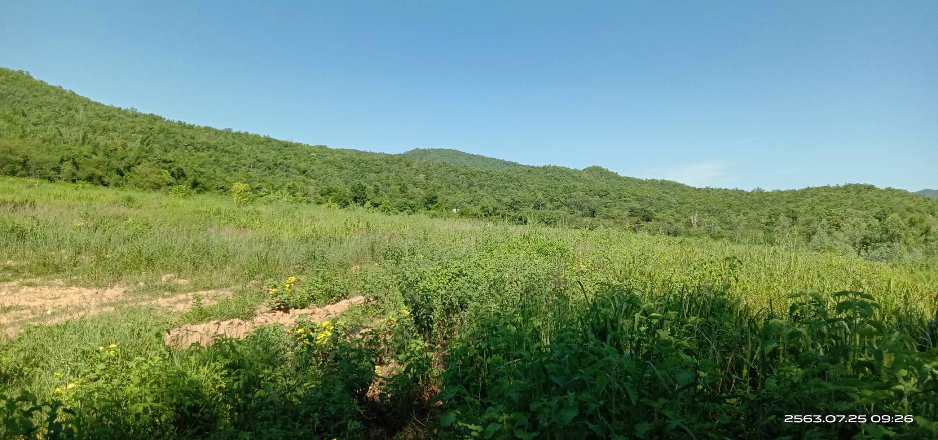 ขายสวน-พร้อมเก็บผลผลิต-19-ไร่-โฉนด-ฟรี-5ไร่-ติดเขา-ฟรีบ้านพัก