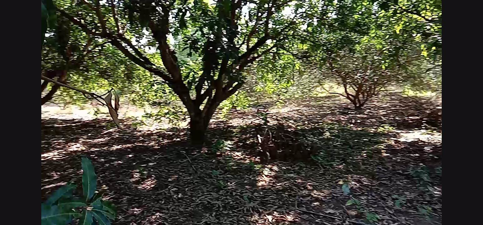 ขายสวน-พร้อมเก็บผลผลิต-19-ไร่-โฉนด-ฟรี-5ไร่-ติดเขา-ฟรีบ้านพัก