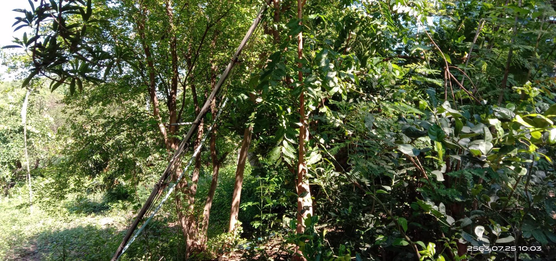 ขายสวน-พร้อมเก็บผลผลิต-19-ไร่-โฉนด-ฟรี-5ไร่-ติดเขา-ฟรีบ้านพัก