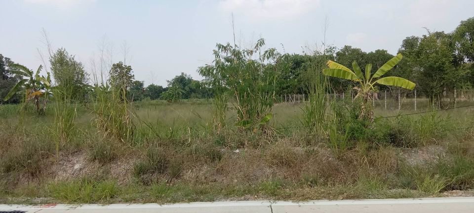 ขายที่ดินชลบุรีใกล้ตลาดหนองมน