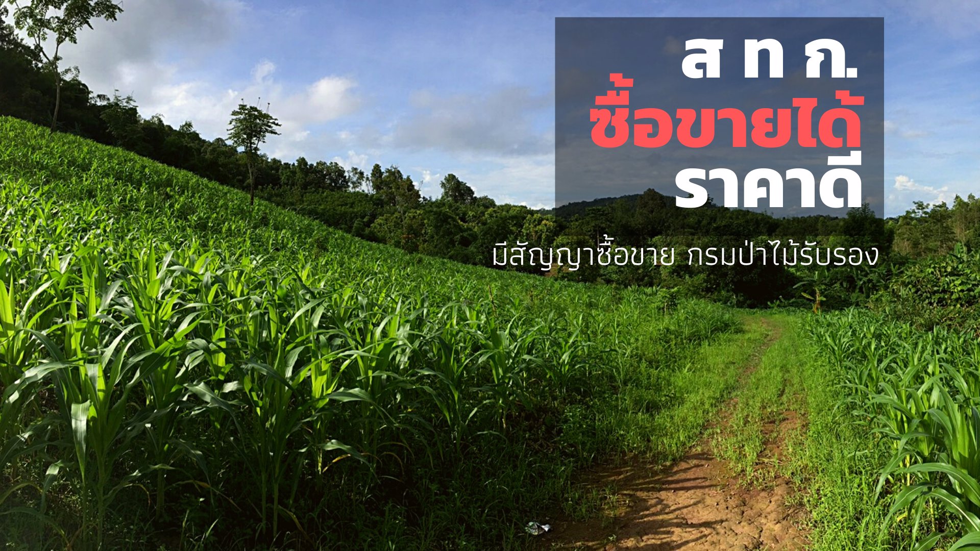 ที่สวย-12-ไร่-2-งาน-เชียงราย-เจ้าของขายเอง-โฮมสเตย์-ท่องเที่ยว-ไร่-สวน