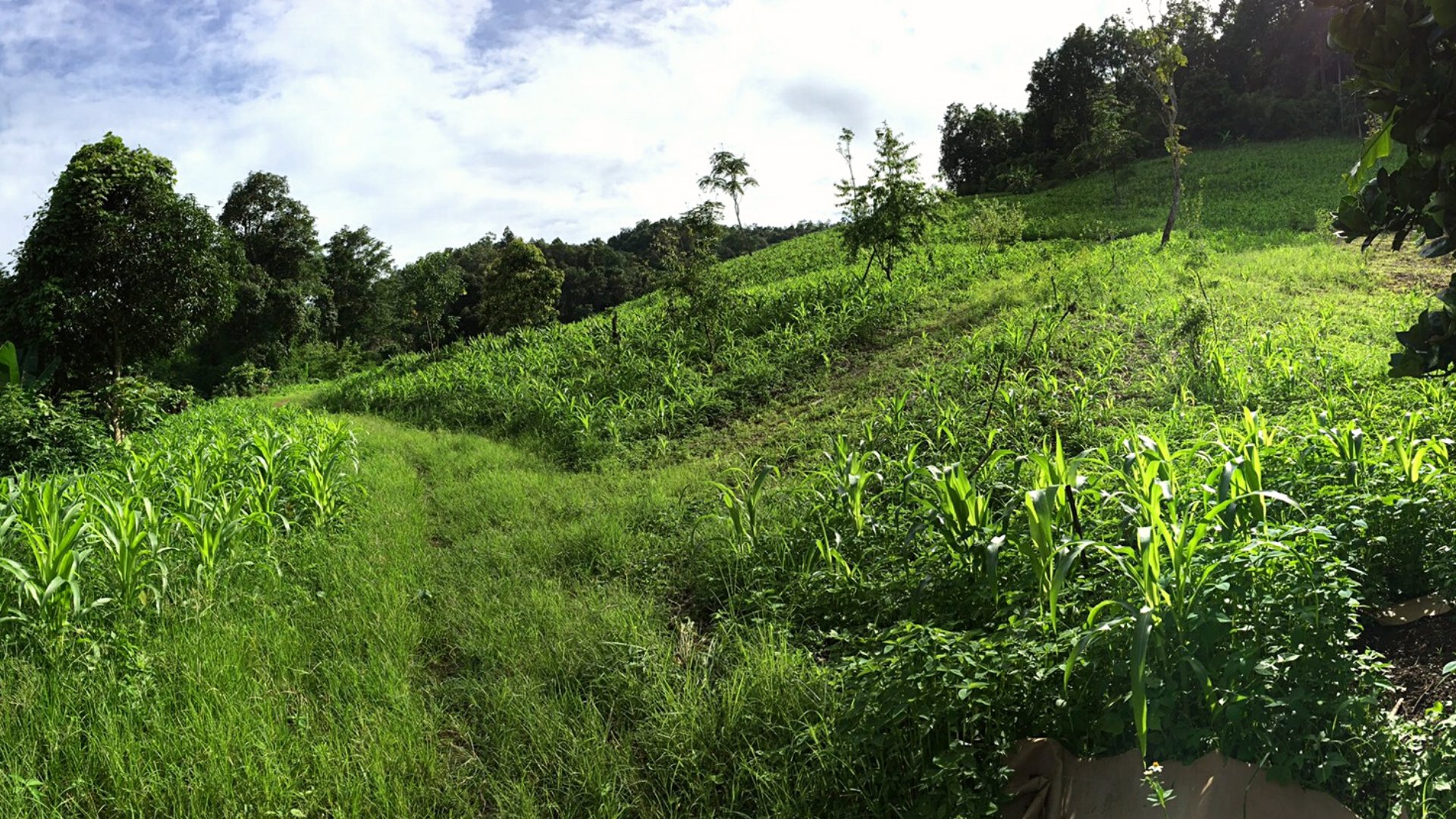 ที่สวย-12-ไร่-2-งาน-เชียงราย-เจ้าของขายเอง-โฮมสเตย์-ท่องเที่ยว-ไร่-สวน