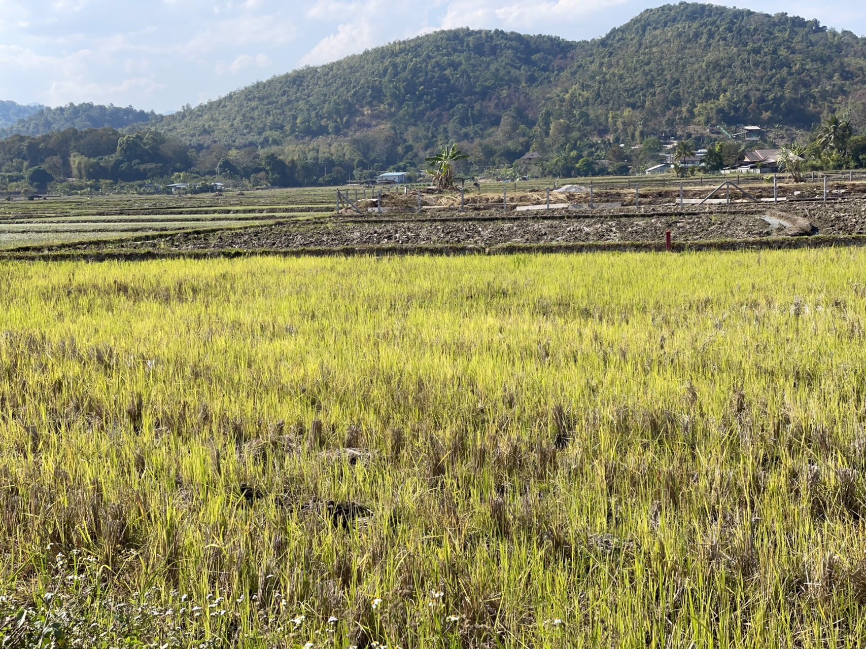 ขายที่ดินเปล่า-พิกัด-บ้านแม่สาด-ที่สวยห้อมล้อมด้วยทิวเขาและ-นาข้าวญี่ปุ่น
