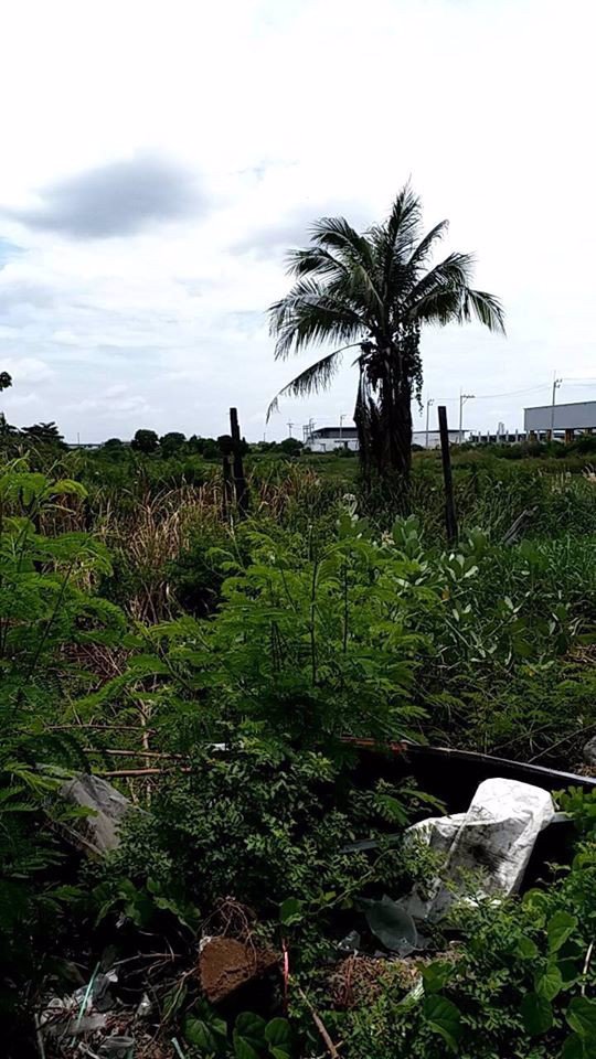 ขายด่วนๆ-ที่ดินติดถนนคลองด่าน-ถนนเทพารักษ์บางพลี-เหมาะมากทำอาคารพานิช