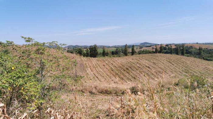 ขายที่ดิน-15ไร่-บนภูเขาบรรยากาศดี-นครราชสีมา-ปากช่อง-วังไทร