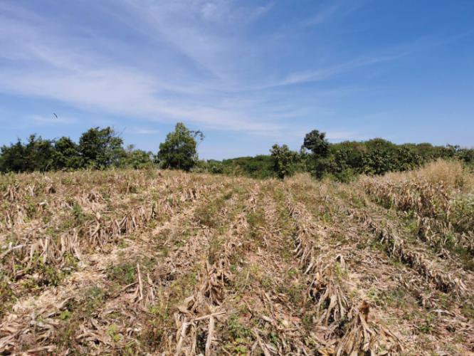 ขายที่ดิน-15ไร่-บนภูเขาบรรยากาศดี-นครราชสีมา-ปากช่อง-วังไทร