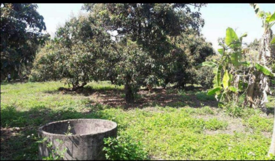 ขายให้เช่าสวนลำไย-ลำพูนติดถนน-ใกล้กาดอินทร-ห้างแจ่มฟ้า-ค้าขายได้-ปลูกบ้านได้เลย-น้ำไม่ท่วม