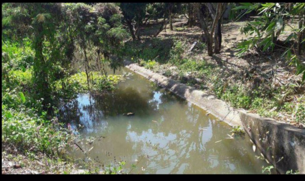 ขายให้เช่าสวนลำไย-ลำพูนติดถนน-ใกล้กาดอินทร-ห้างแจ่มฟ้า-ค้าขายได้-ปลูกบ้านได้เลย-น้ำไม่ท่วม