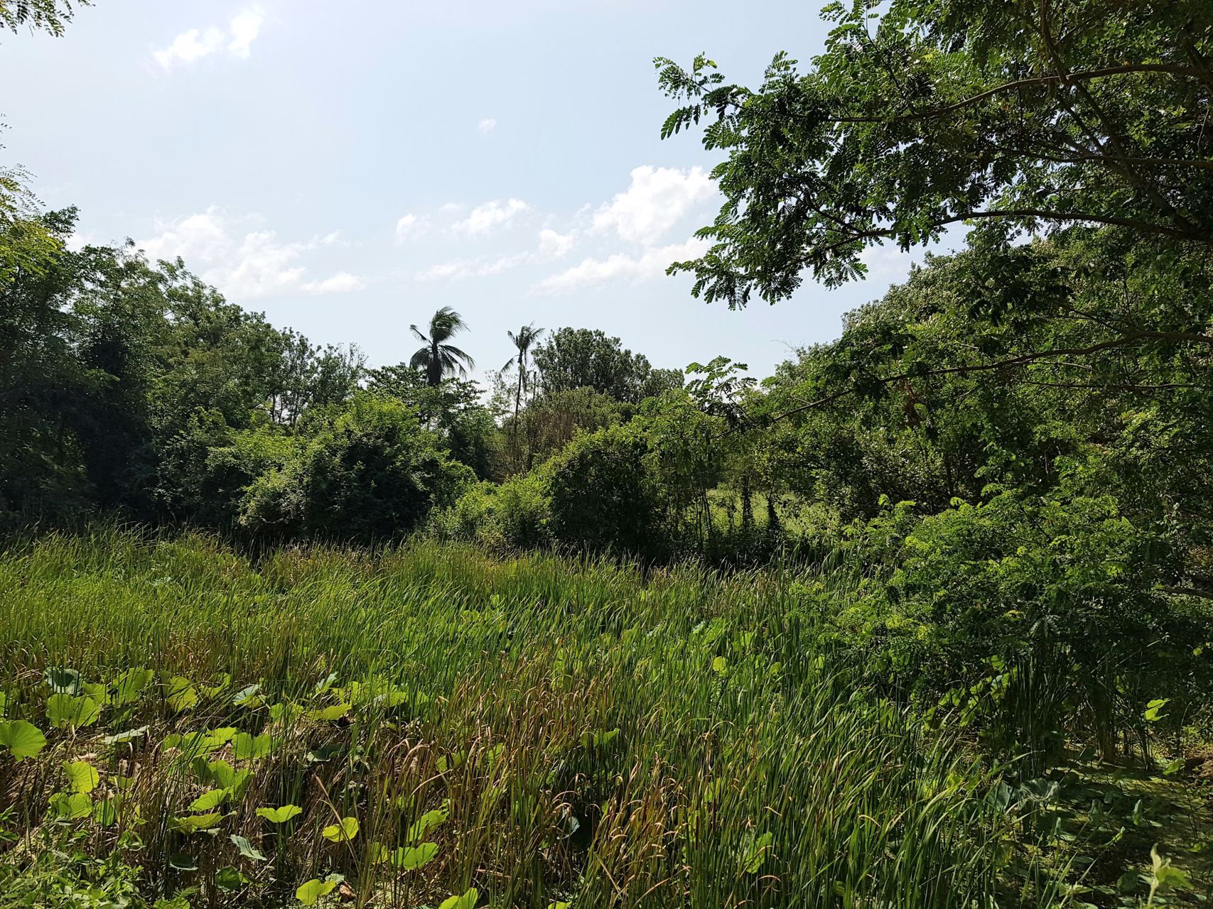 ขายที่ดิน-4-1-88-ไร่-ใกล้บายพาส-ใกล้โฮมโปร-บายพาส