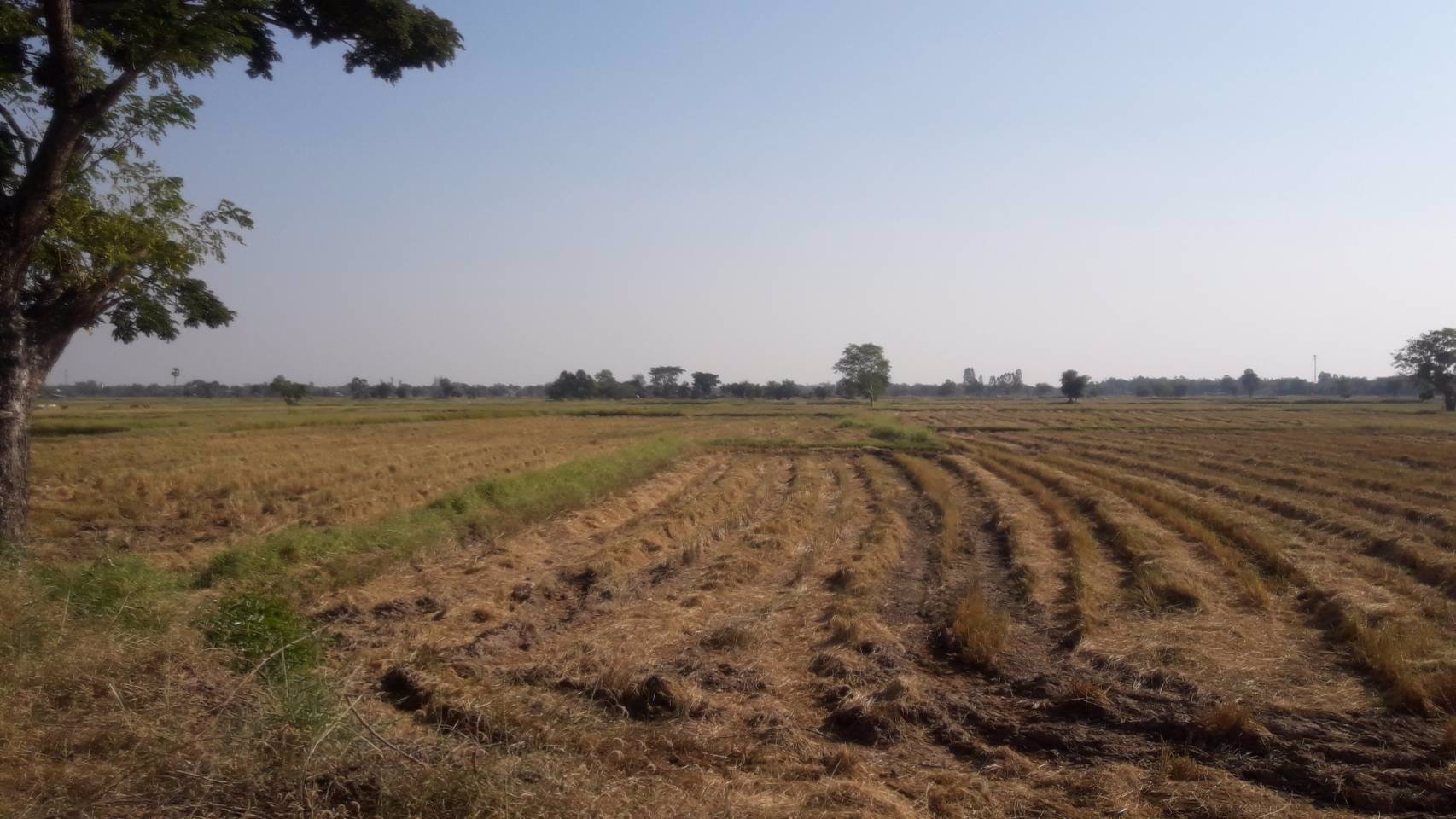 ขายที่นา-28-3-91-ไร่-หลังฮกกี่-เมการ์สโตร์-พิมาย-เพียงไร่ละ-350000-บาท