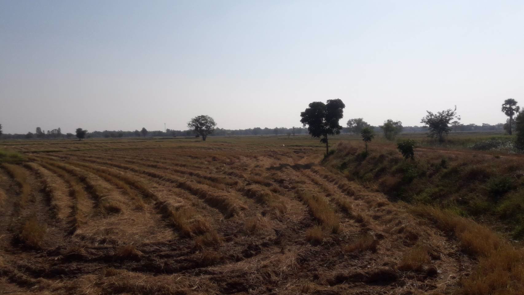 ขายที่นา-28-3-91-ไร่-หลังฮกกี่-เมการ์สโตร์-พิมาย-เพียงไร่ละ-350000-บาท