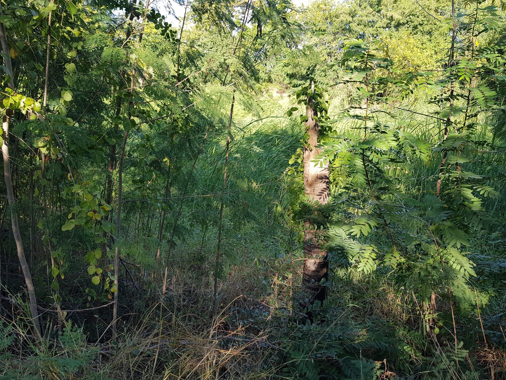 ขายที่ดินเปล่า-28-ไร่-ตรงข้ามฮกกี่-เมการ์สโตร์-พิมาย-สำหรับทำบ้านพัก-หรือ-รีสอร์ท