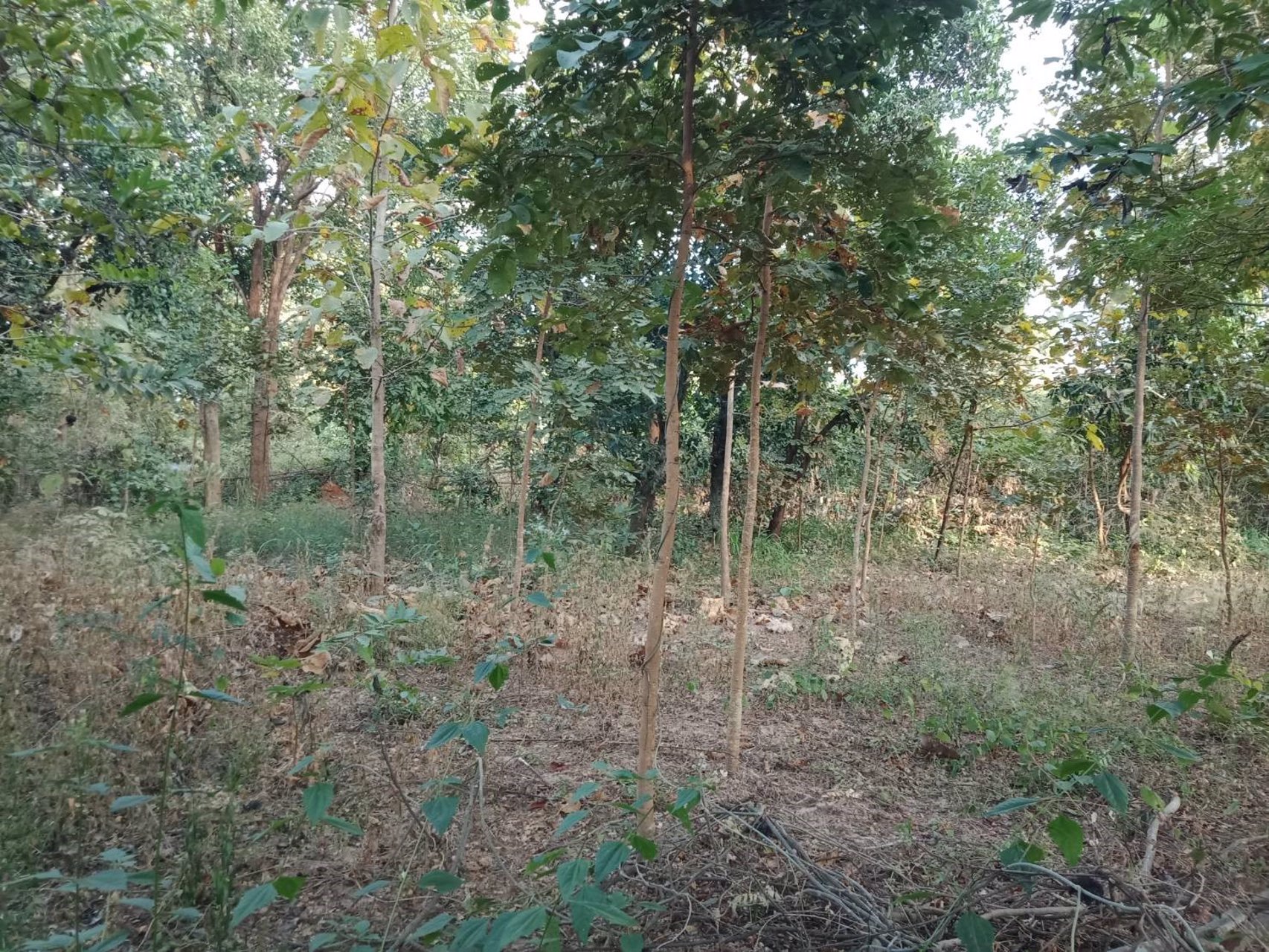 ขายที่สวนทำเลงาม