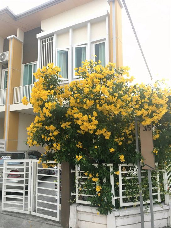 ทาวน์โฮม-หลังริม-4-ห้องนอน-โกลเด้น-ทาวน์-รัตนาธิเบศร์-สถานีรถไฟฟ้าบางพลู