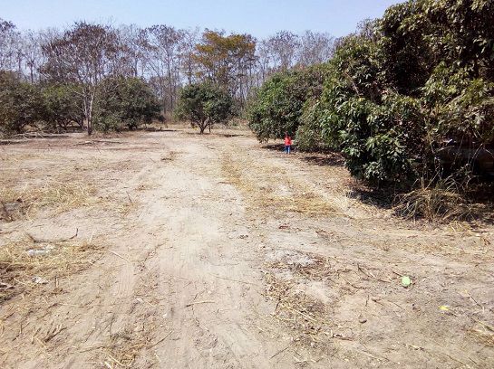 ขายที่ดินสวนลำไย-เนื้อที่-75-ไร่-ตนครเจดีย์-อป่าซาง-จลำพูน-ที่ติดถนน-มีลำไยอายุ-20-ปี