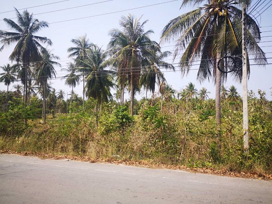 ขายที่ดิน-ใกล้ชายทะเล-หาดวนกร-ประจวบ-ห่างจากถนนเพชรเกษมเพียง-300-เมตร-เหมาะทำ-รีสอร์ต-หรือบ้านจัดสรร