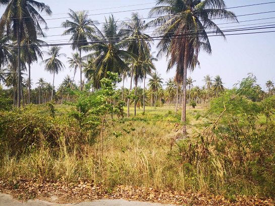 ขายที่ดิน-ใกล้ชายทะเล-หาดวนกร-ประจวบ-ห่างจากถนนเพชรเกษมเพียง-300-เมตร-เหมาะทำ-รีสอร์ต-หรือบ้านจัดสรร