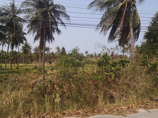 ขายที่ดิน-ใกล้ชายทะเล-หาดวนกร-ประจวบ-ห่างจากถนนเพชรเกษมเพียง-300-เมตร-เหมาะทำ-รีสอร์ต-หรือบ้านจัดสรร