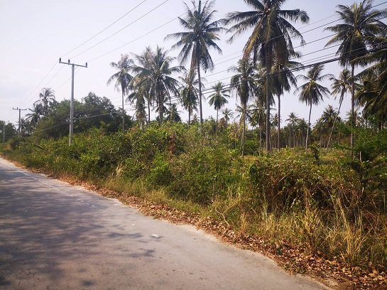 ขายที่ดิน-ใกล้ชายทะเล-หาดวนกร-ประจวบ-ห่างจากถนนเพชรเกษมเพียง-300-เมตร-เหมาะทำ-รีสอร์ต-หรือบ้านจัดสรร