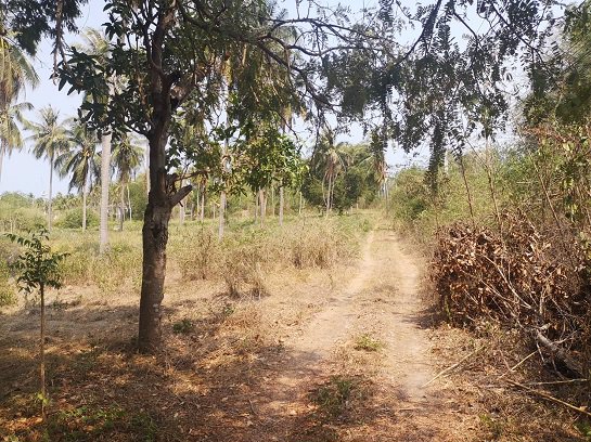 ขายที่ดิน-ใกล้ชายทะเล-หาดวนกร-ประจวบ-ห่างจากถนนเพชรเกษมเพียง-300-เมตร-เหมาะทำ-รีสอร์ต-หรือบ้านจัดสรร