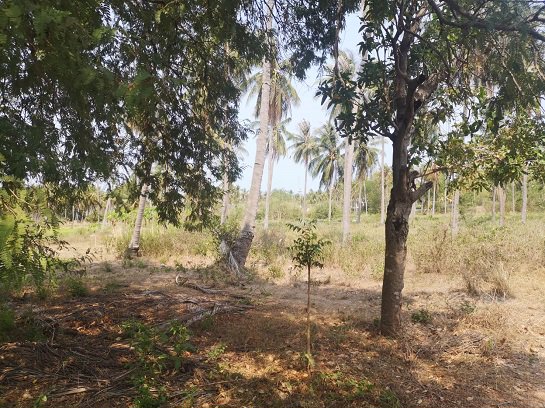 ขายที่ดิน-ใกล้ชายทะเล-หาดวนกร-ประจวบ-ห่างจากถนนเพชรเกษมเพียง-300-เมตร-เหมาะทำ-รีสอร์ต-หรือบ้านจัดสรร