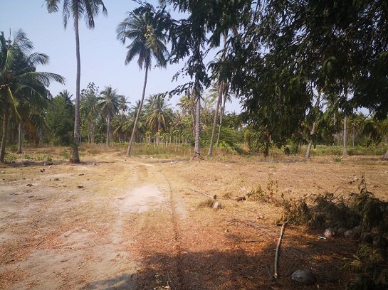 ขายที่ดิน-ใกล้ชายทะเล-หาดวนกร-ประจวบ-ห่างจากถนนเพชรเกษมเพียง-300-เมตร-เหมาะทำ-รีสอร์ต-หรือบ้านจัดสรร