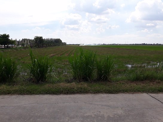 ขายที่ดินผืนงาม-19-ไร่-99-วา-ลาดหลุมแก้ว-เยื้องกับ-อบต-ระแหง-ติดถนนคอนกรีต-กว่า-50-เมตร-บรรยากาศดี