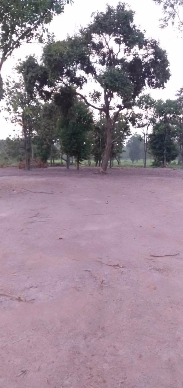 ขาย-ที่ดิน-4ไร่-พิบูลมังสาหาร-อุบลราชธานี