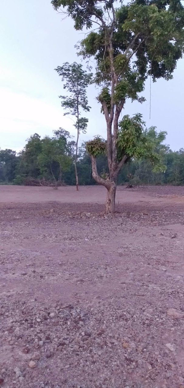 ขาย-ที่ดิน-4ไร่-พิบูลมังสาหาร-อุบลราชธานี